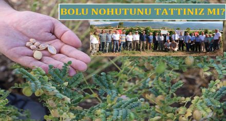 BOLU NOHUTUNU TATTINIZ MI!