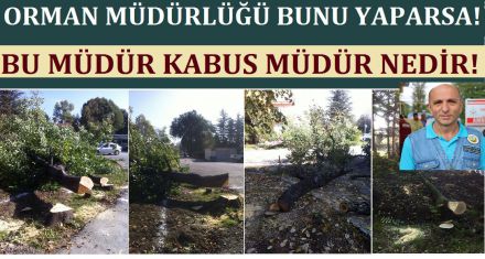 BU MÜDÜR KABUS MÜDÜR?
