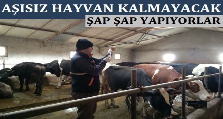 AŞISIZ HAYVAN KALMAYACAK 