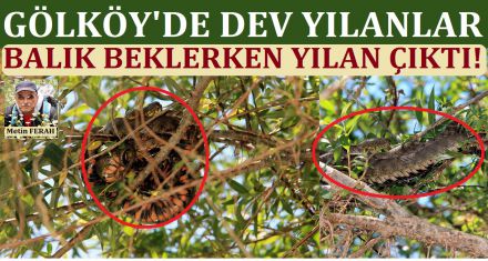 Dev yılanlara dikkat