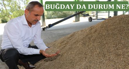 BUĞDAY FİYATLARI NE OLDU?