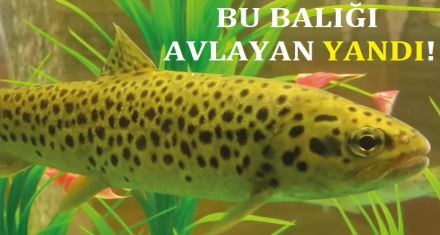 BU BALIĞI AVLAMAK YASAK!