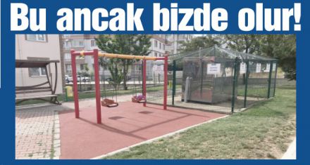 Yaklaşmak yasak ama çocuklar oynayabilir!