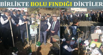 BİRLİKTE BOLU FINDIĞI DİKTİLER 