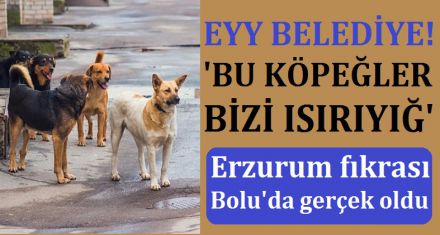 BU KÖPEKLER BİZİ ISIRIYİ!