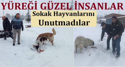 SOKAK HAYVANLARINI UNUTMADILAR 