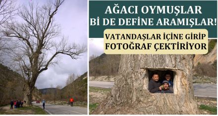 AĞACI EV YAPMIŞLAR Bİ DE DEFİNE ARAMIŞLAR!
