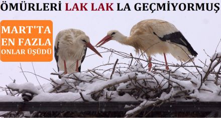 ÖMÜRLERİ ÖYLE LAK LAK'LA GEÇMİYORMUŞ!