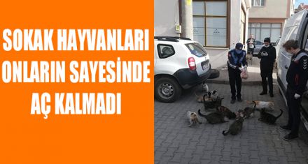 SEBEN'DE SOKAK HAYVANLARI AÇ BIRAKILMADI