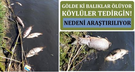 BALIK ÖLÜMLERİ TEDİRGİN ETTİ 