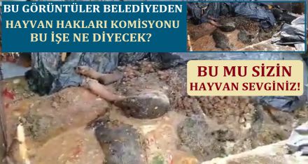 BU MU SİZİN HAYVAN SEVGİNİZ!