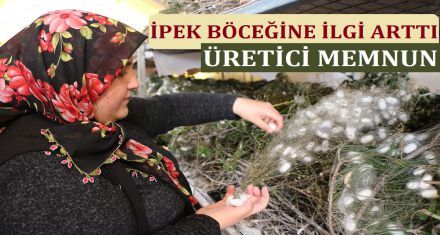 İPEK BÖCEĞİNE İLGİ ARTTI 