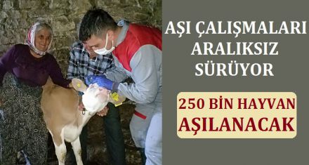 250 BİN HAYVAN AŞILANACAK 