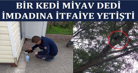 Yavru kediyi itfaiye kurtardı