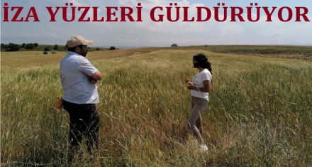 İZA BUĞDAYI YÜZLERİ GÜLDÜRÜYOR 