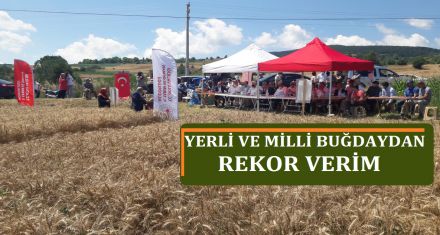 YERLİ VE MİLLİ BUĞDAYDAN REKOR VERİM