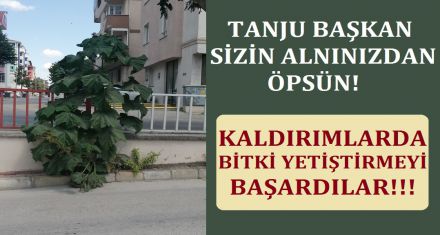 KALDIRIMDA BİTKİ YETİŞTİRMEYİ BAŞARDILAR!