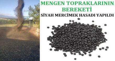 SİYAH MERCİMEK HASADI YAPILDI 