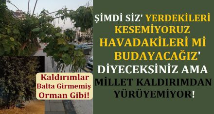 BU AĞAÇLARI KİM BUDAYACAK?