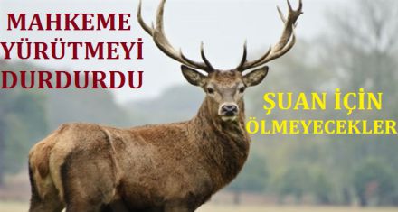 KIZIL GEYİKLER ŞUAN İÇİN AVLANILAMAYACAK 