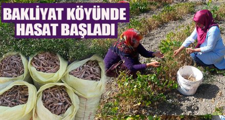 BAKLİYAT KÖYÜNDE HASAT BAŞLADI