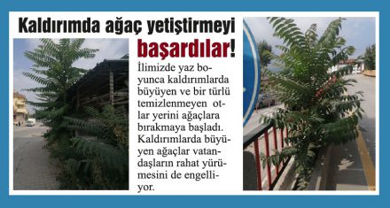 Kaldırımda ağaç yetiştirmeyi başardılar!