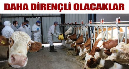ŞAP AŞILAMASI DEVAM EDİYOR