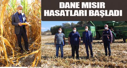 DANE MISIR HASATLARI BAŞLADI