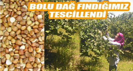 BOLU DAĞ FINDIĞIMIZ TESCİLLENDİ