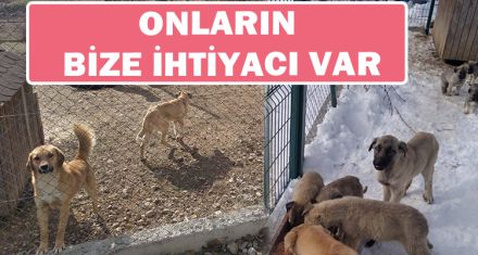 ONLARIN BİZE İHTİYACI VAR