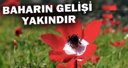 BAHARIN GELİŞİ YAKINDIR