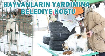  HAYVANLARIN YARDIMINA  BELEDİYE KOŞTU
