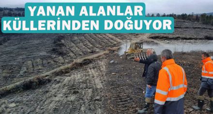YANAN ALANLAR KÜLLERİNDEN DOĞUYOR