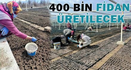 400 BİN FİDAN ÜRETİLECEK