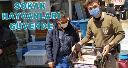 SOKAK HAYVANLARI GÜVENDE