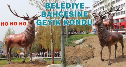 BELEDİYE BAHÇESİNE GEYİK KONDU 