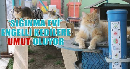 'SIĞINMA EVİ' ENGELLİ KEDİLERE UMUT OLUYOR