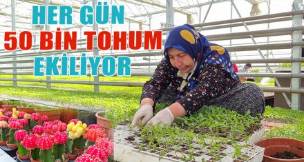 HER GÜN  50 BİN TOHUM EKİLİYOR