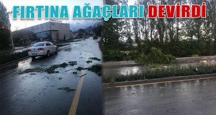 FIRTINA AĞAÇLARI DEVİRDİ
