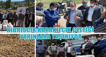 KIBRISCIK KARAKILÇIK ÇELTİĞİ YARINLARA TAŞINIYOR.