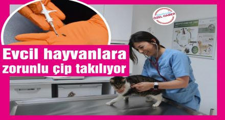 Evcil hayvanlara neden çip takılıyor?