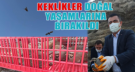 KEKLİKLER  DOĞAL YAŞAMLARINA BIRAKILDI