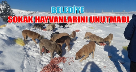 BELEDİYE SOKAK HAYVANLARINI UNUTMADI