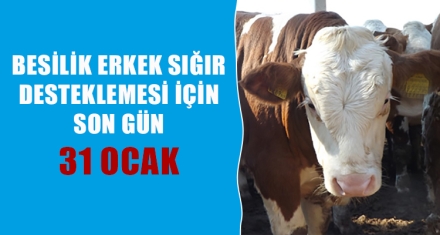BESİLİK ERKEK SIĞIR DESTEKLEMESİ İÇİN SON GÜN 31 OCAK