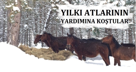 YILKI ATLARININ YARDIMINA KOŞTULAR
