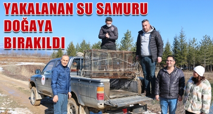 YAKALANAN SU SAMURU DOĞAYA BIRAKILDI