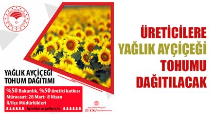 ÜRETİCİLERE YAĞLIK AYÇİÇEĞİ TOHUMU DAĞITILACAK