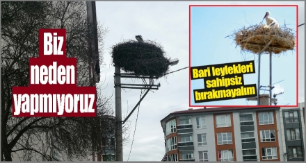 Leylek yuvalarına sahip çıkalım
