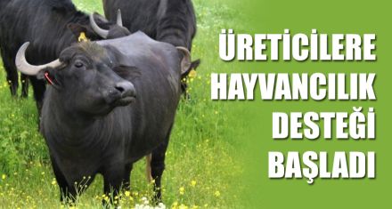 ÜRETİCİLERE HAYVANCILIK DESTEĞİ BAŞLADI