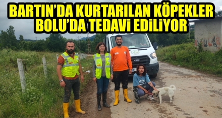 BARTIN'DA KURTARILAN KÖPEKLER BOLU'DA TEDAVİ EDİLİYOR